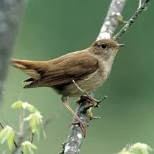 Help save the nightingales of Lodge Hill SSSI – they need your help now